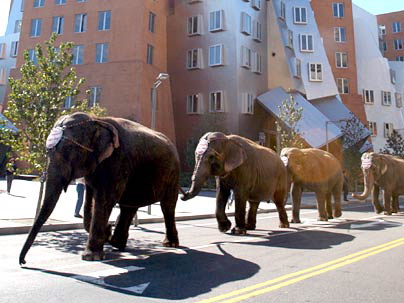 Elephants Coming to Town!
